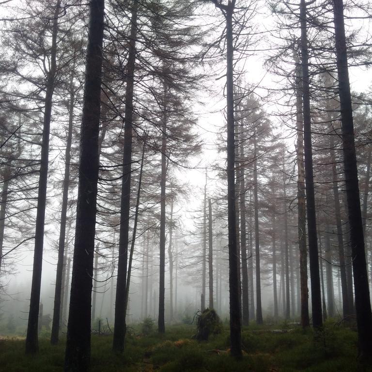 The Cabin - Harz National Park Hotel ซังคท์อันเดรอัสแบร์ก ภายนอก รูปภาพ